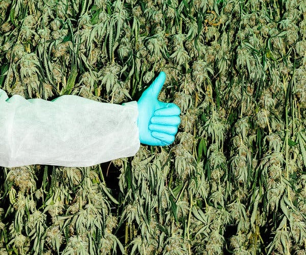 The Art and Benefits of Cannabis Production